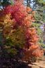 Fall_in_Raleigh1.jpg