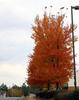 Fall_in_Raleigh14.jpg