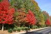 Fall_in_Raleigh19.jpg