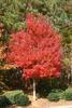 Fall_in_Raleigh20.jpg