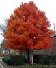 Fall_in_Raleigh3.jpg