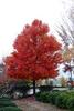 Fall_in_Raleigh5.jpg
