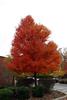 Fall_in_Raleigh6.jpg