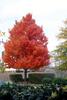 Fall_in_Raleigh8.jpg