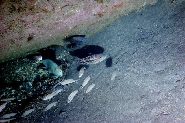 ../pictures/angel_fish3.jpg