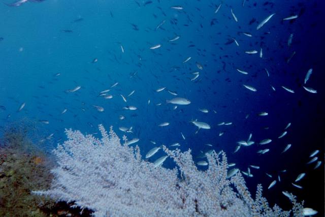 ../pictures/bait_fish.jpg