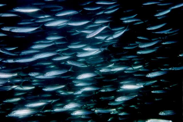 ../pictures/bait_fish2.jpg