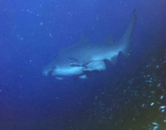 ../pictures/shark.jpg