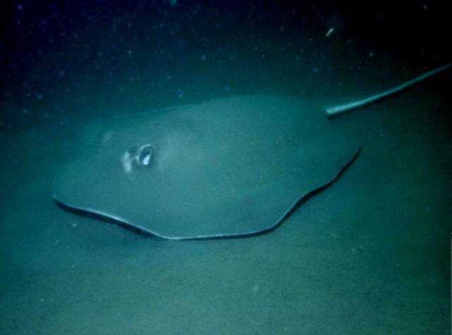 ../pictures/sting_ray.jpg