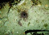 anemone.jpg