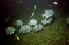 atlantic_spade_fish2.jpg