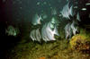 atlantic_spade_fish3.jpg