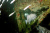 atlantic_spade_fish4.jpg