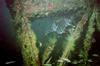 atlantic_spade_fish5.jpg