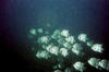 atlantic_spade_fish_school.jpg