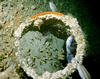 fish_in_hole.jpg