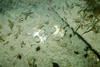sea_urcins.jpg