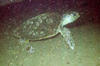 turtle3.jpg