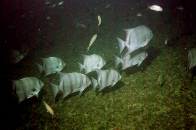 ../pictures/atlantic_spade_fish2.jpg
