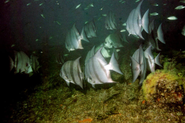 ../pictures/atlantic_spade_fish3.jpg