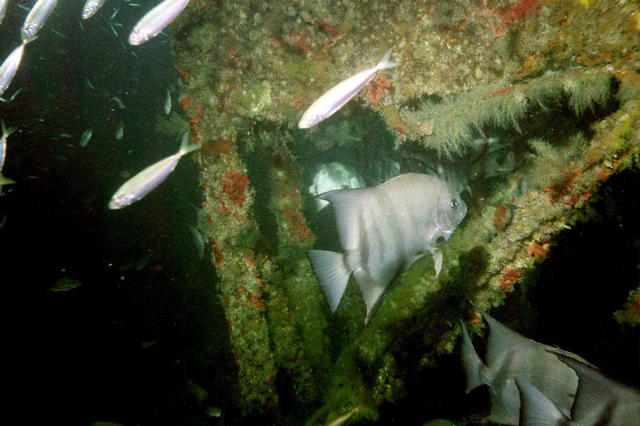 ../pictures/atlantic_spade_fish4.jpg