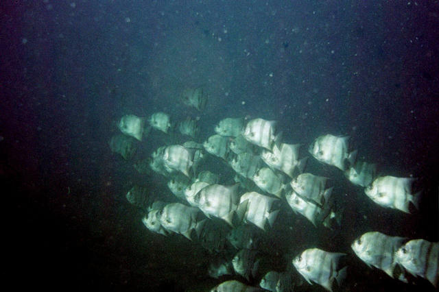 ../pictures/atlantic_spade_fish_school.jpg