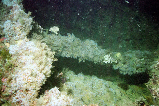 ../pictures/coral.jpg