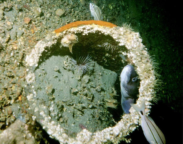 ../pictures/fish_in_hole.jpg