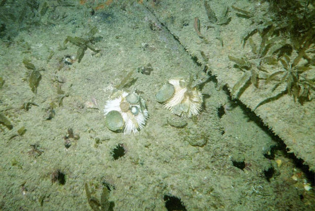 ../pictures/sea_urcins.jpg