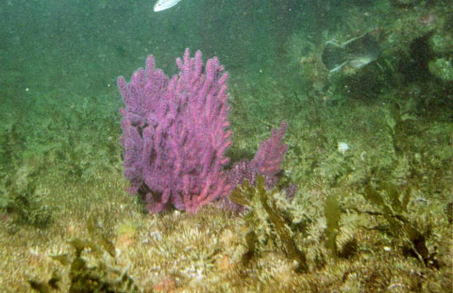 ../pictures/soft_coral.jpg