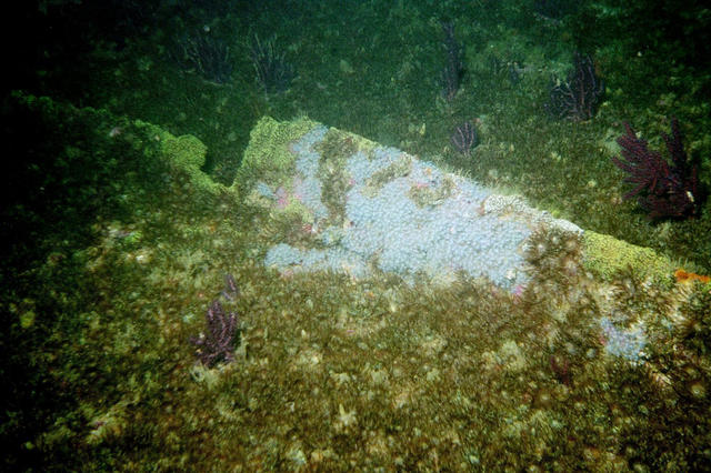 ../pictures/soft_coral2.jpg