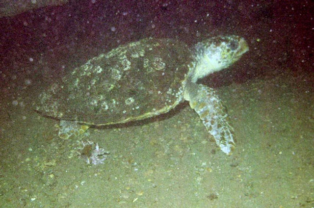 ../pictures/turtle3.jpg