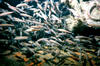 bait_fish.jpg