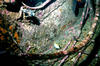 butterfly_fish.jpg