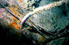 butterfly_fish2.jpg
