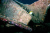 butterfly_fish3.jpg