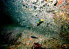 infant_angel_fish.jpg