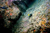 infant_angel_fish2.jpg
