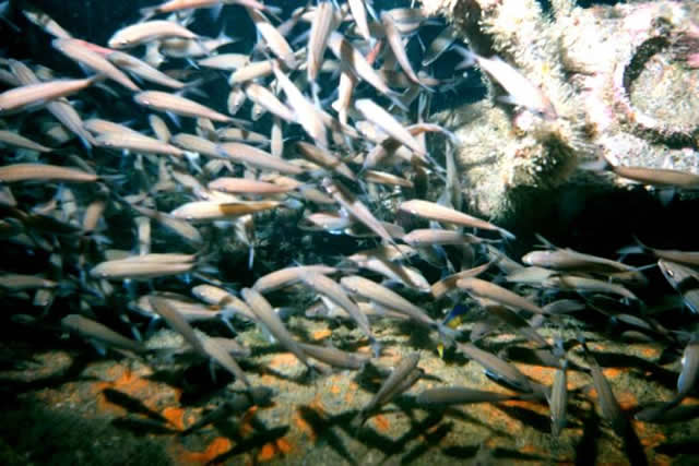 ../pictures/bait_fish.jpg