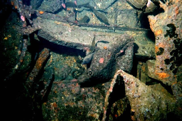 ../pictures/eel2.jpg