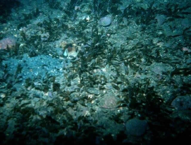 ../pictures/octopus_hiding.jpg