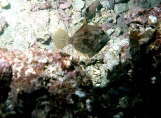 ../pictures/trigger_fish.jpg