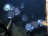 atlantic_spade_fish.jpg
