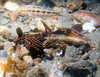 nudibranch1.jpg