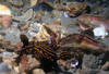 nudibranch2.jpg