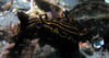 nudibranch3.jpg