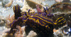 nudibranch4.jpg