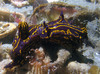 nudibranch5.jpg