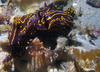 nudibranch6.jpg