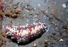 sea_cucumber.jpg